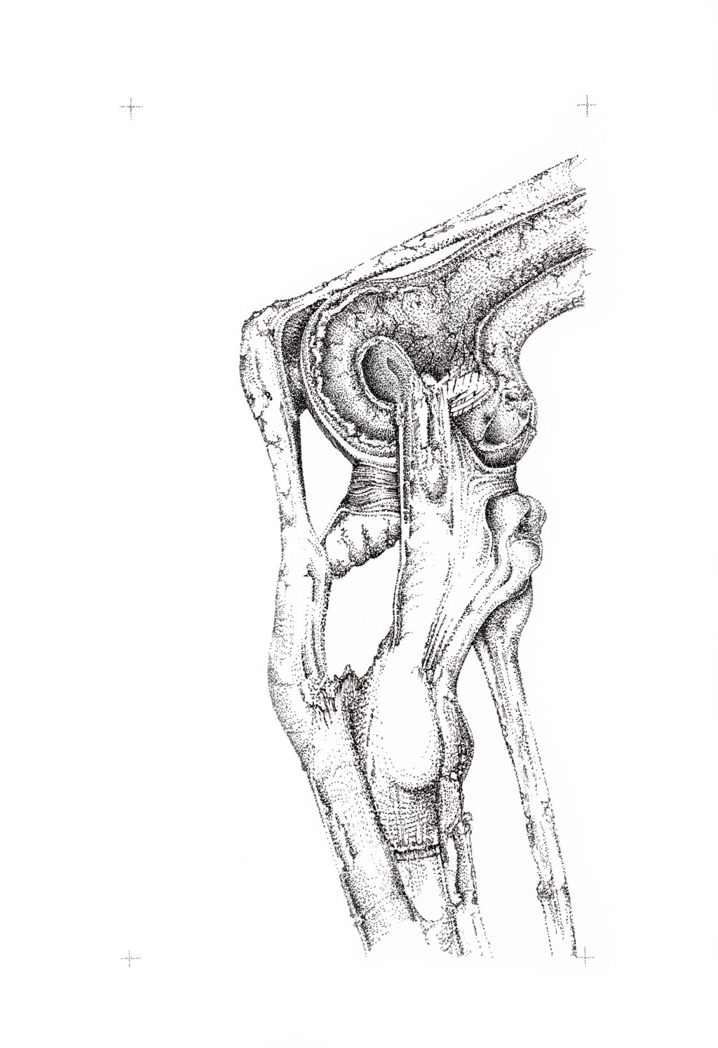 Articulation 1